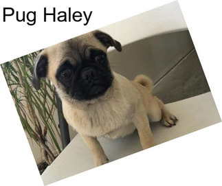 Pug Haley