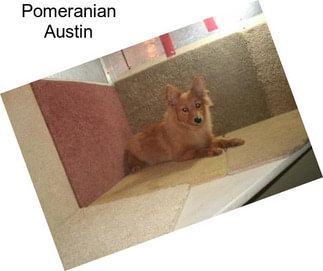 Pomeranian Austin