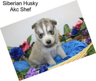 Siberian Husky Akc Shef