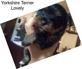 Yorkshire Terrier Lovely