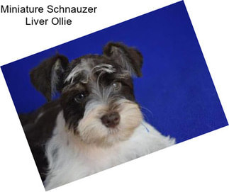 Miniature Schnauzer Liver Ollie