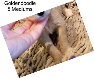 Goldendoodle 5 Mediums