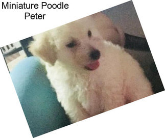 Miniature Poodle Peter