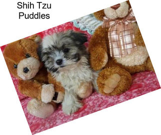 Shih Tzu Puddles