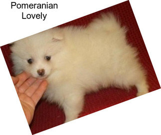 Pomeranian Lovely