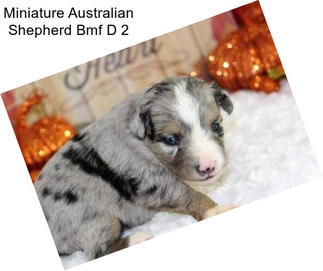 Miniature Australian Shepherd Bmf D 2