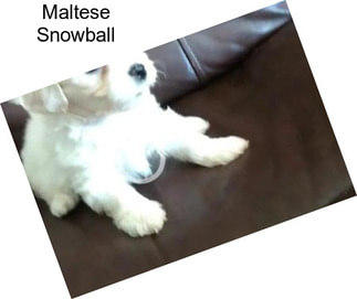 Maltese Snowball