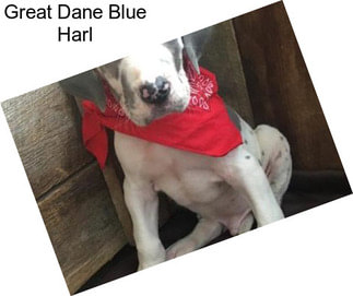 Great Dane Blue Harl