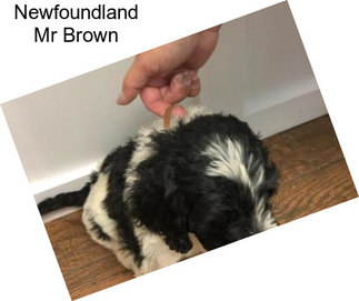 Newfoundland Mr Brown