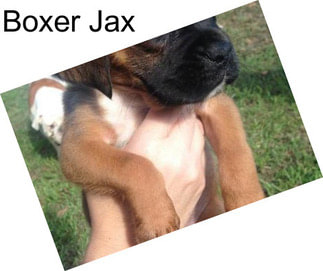 Boxer Jax