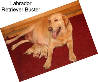 Labrador Retriever Buster