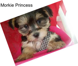 Morkie Princess