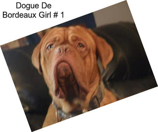 Dogue De Bordeaux Girl # 1