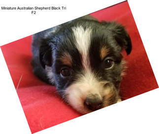 Miniature Australian Shepherd Black Tri F2