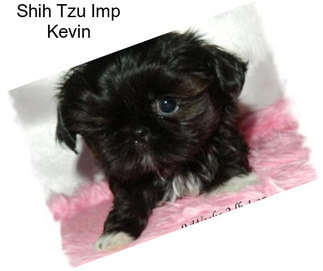 Shih Tzu Imp Kevin