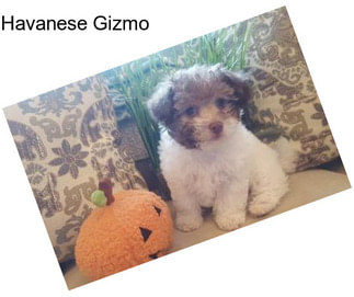 Havanese Gizmo