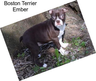 Boston Terrier Ember
