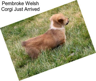 Pembroke Welsh Corgi Just Arrived