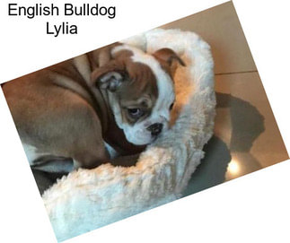 English Bulldog Lylia