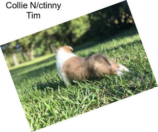 Collie N/ctinny Tim