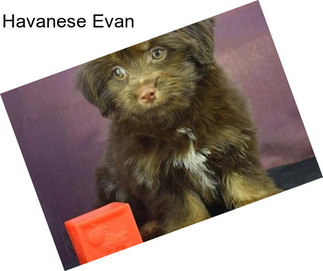 Havanese Evan