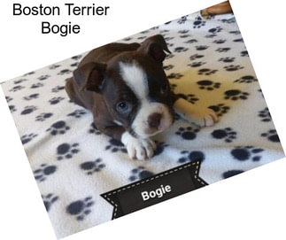 Boston Terrier Bogie