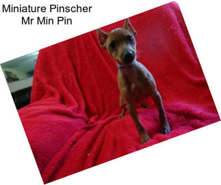 Miniature Pinscher Mr Min Pin