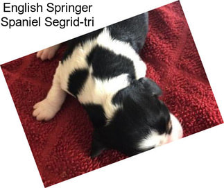 English Springer Spaniel Segrid-tri