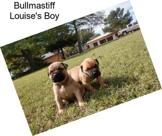 Bullmastiff Louise\'s Boy