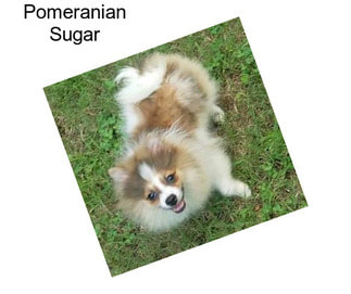 Pomeranian Sugar