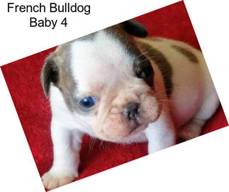 French Bulldog Baby 4