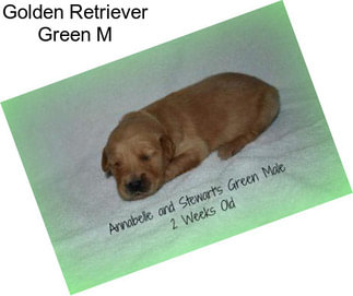 Golden Retriever Green M