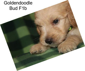 Goldendoodle Bud F1b