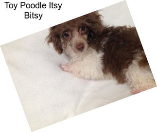 Toy Poodle Itsy Bitsy