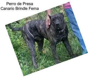 Perro de Presa Canario Brindle Fema