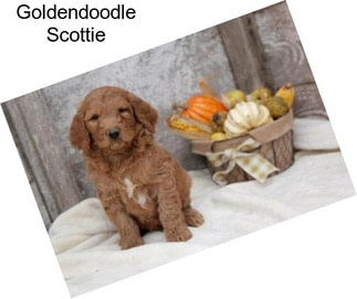 Goldendoodle Scottie