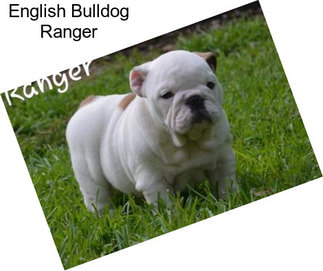 English Bulldog Ranger