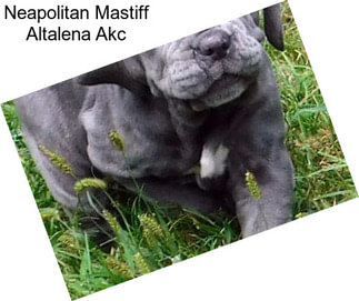 Neapolitan Mastiff Altalena Akc