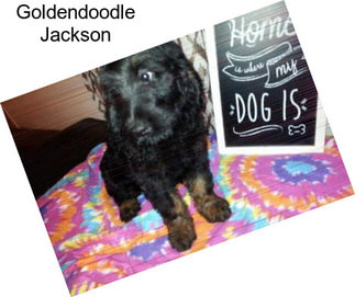 Goldendoodle Jackson