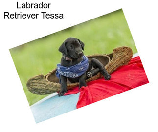 Labrador Retriever Tessa