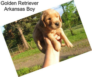 Golden Retriever Arkansas Boy