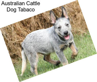 Australian Cattle Dog Tabaco