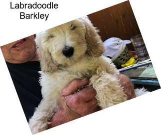 Labradoodle Barkley