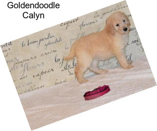 Goldendoodle Calyn