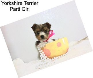 Yorkshire Terrier Parti Girl