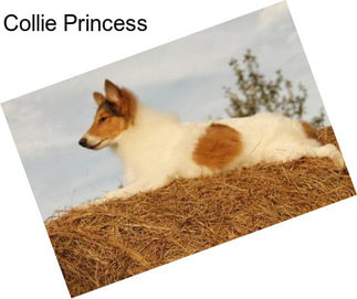 Collie Princess