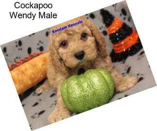 Cockapoo Wendy Male