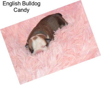 English Bulldog Candy