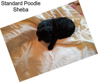 Standard Poodle Sheba