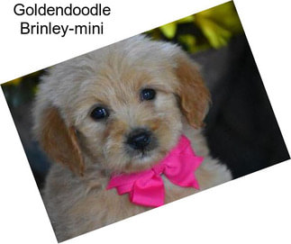 Goldendoodle Brinley-mini